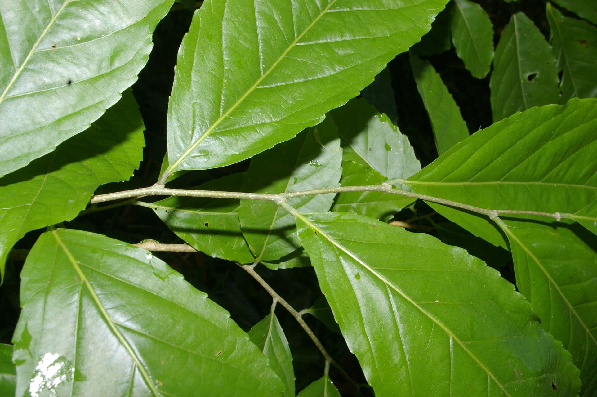 Homalium 3