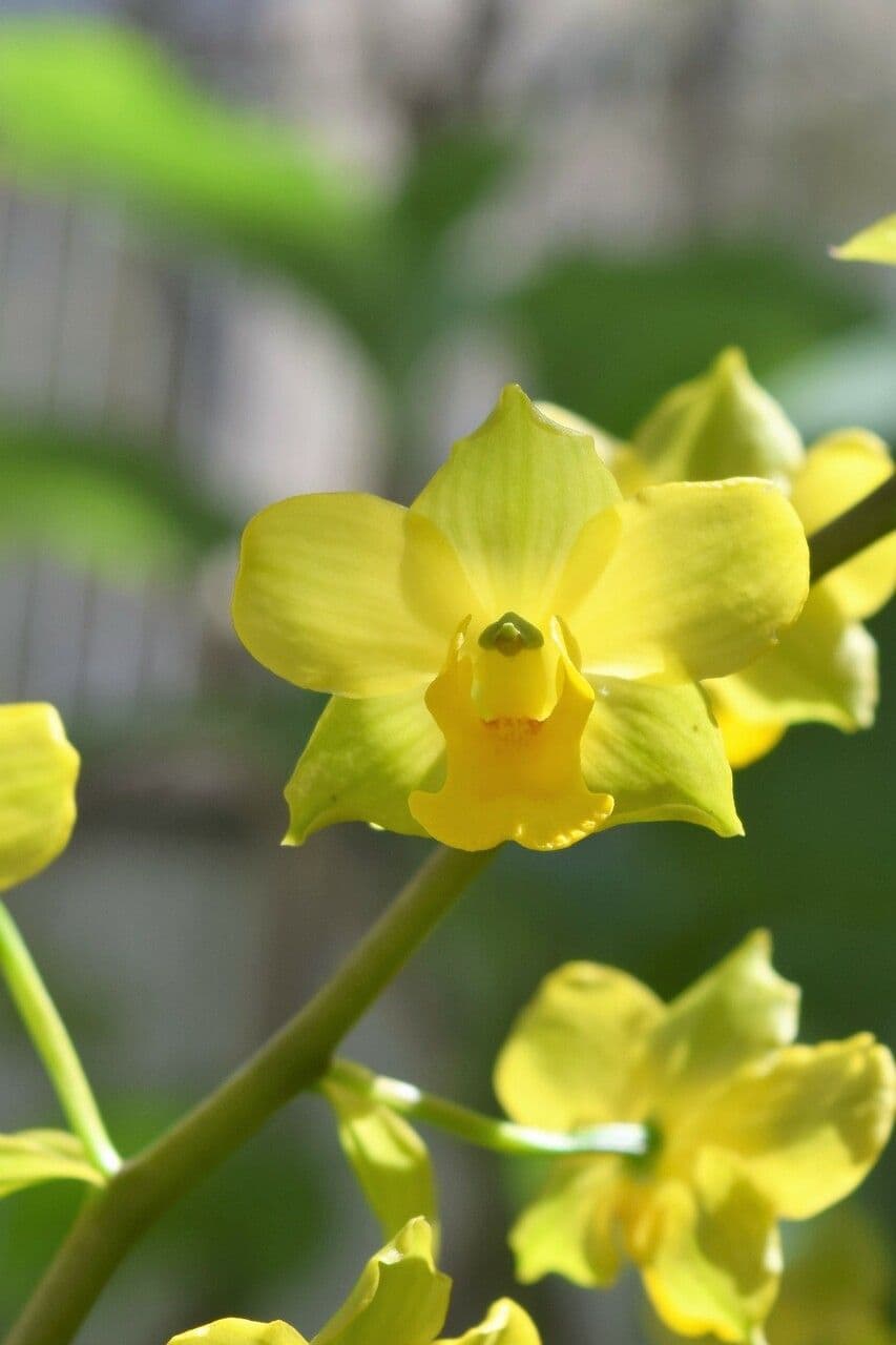 Cyrtopodium flavum 3
