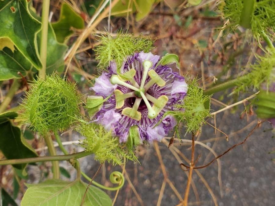 Passiflora 6