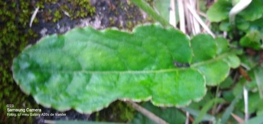 Chaptalia texana 12