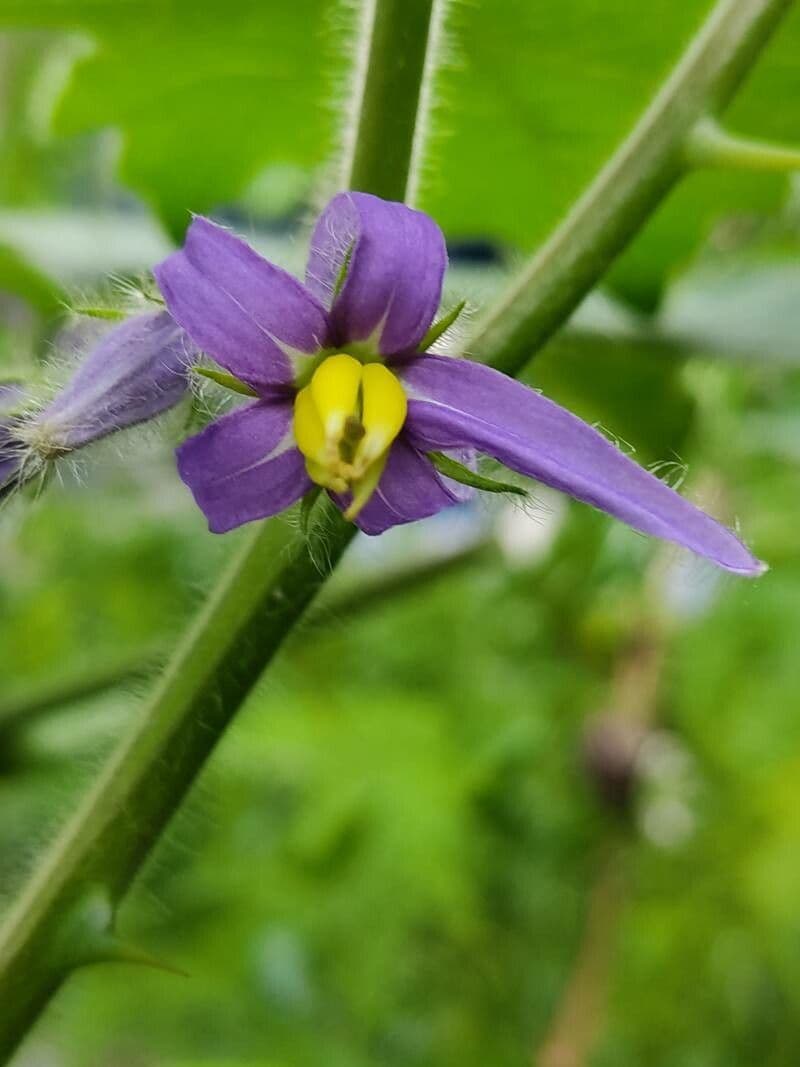 Solanum mammosum 9