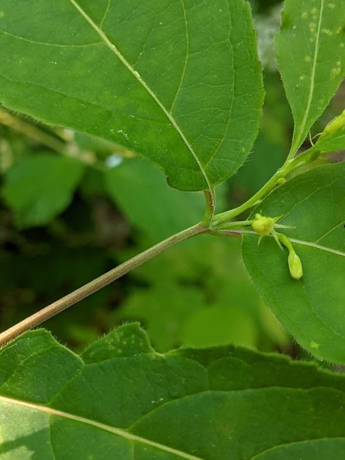 Busch-Geißblatt 2