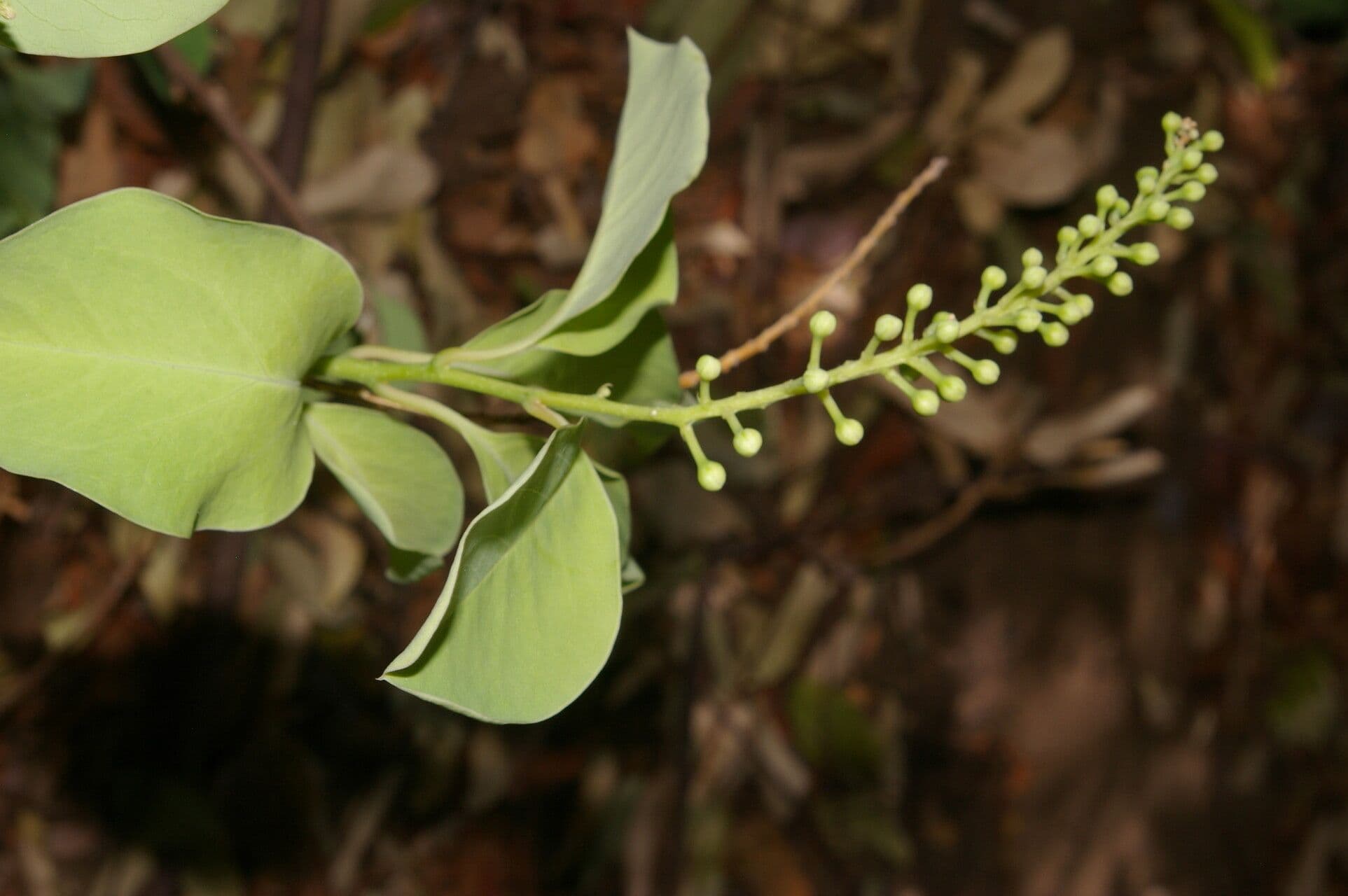 Stegnosperma 2