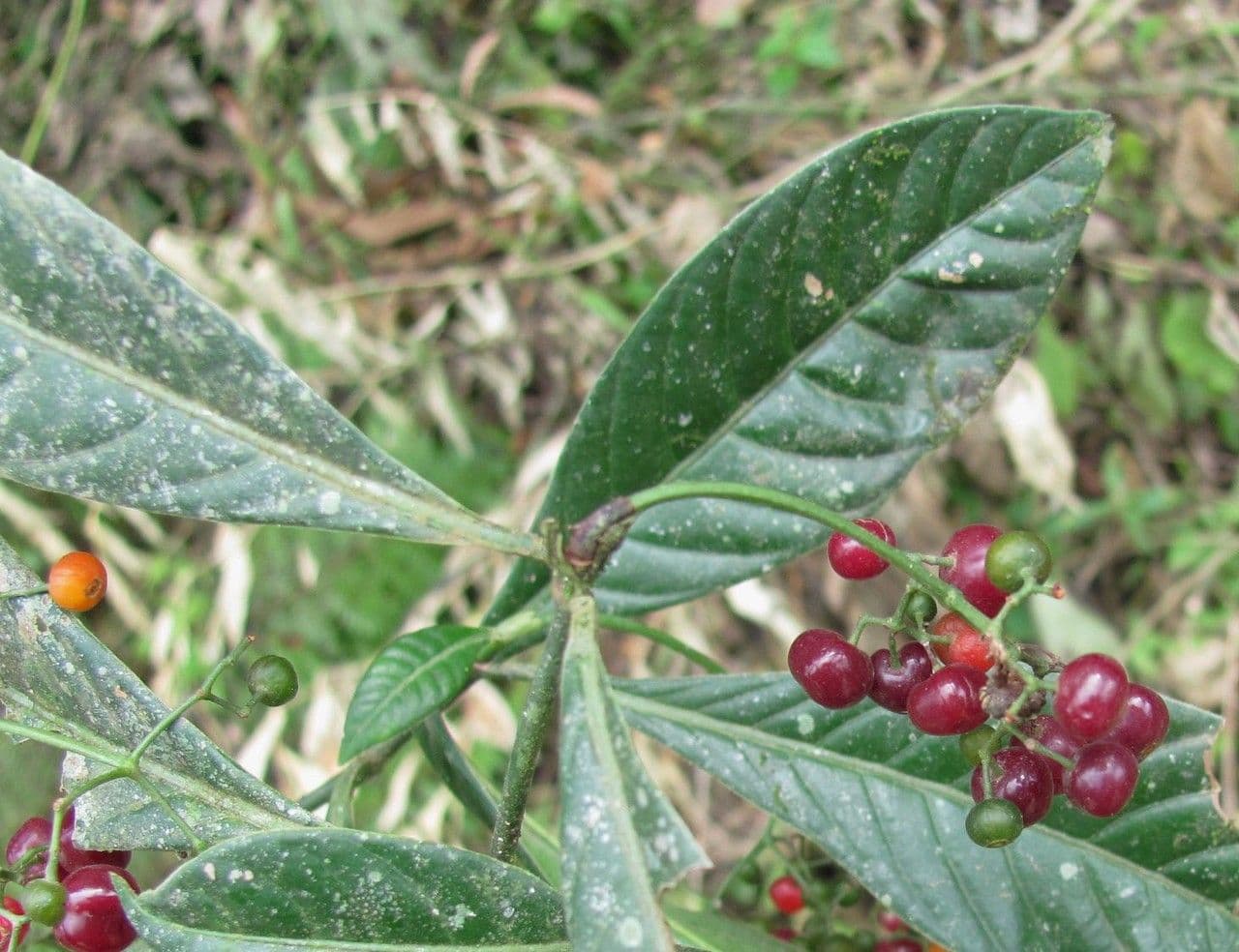 Psychotria 3