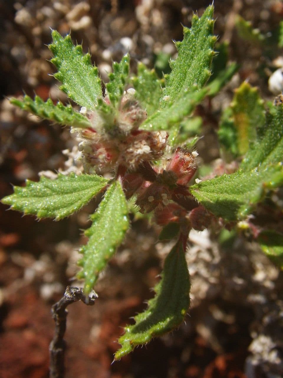 Forsskaolea 5