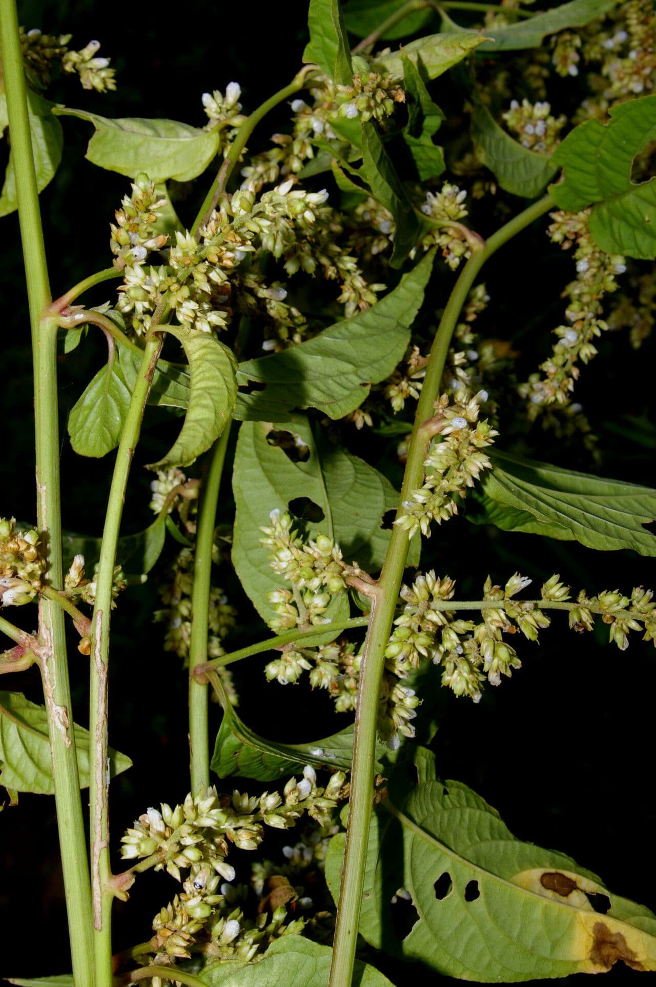 Chamissoa Altissima 9