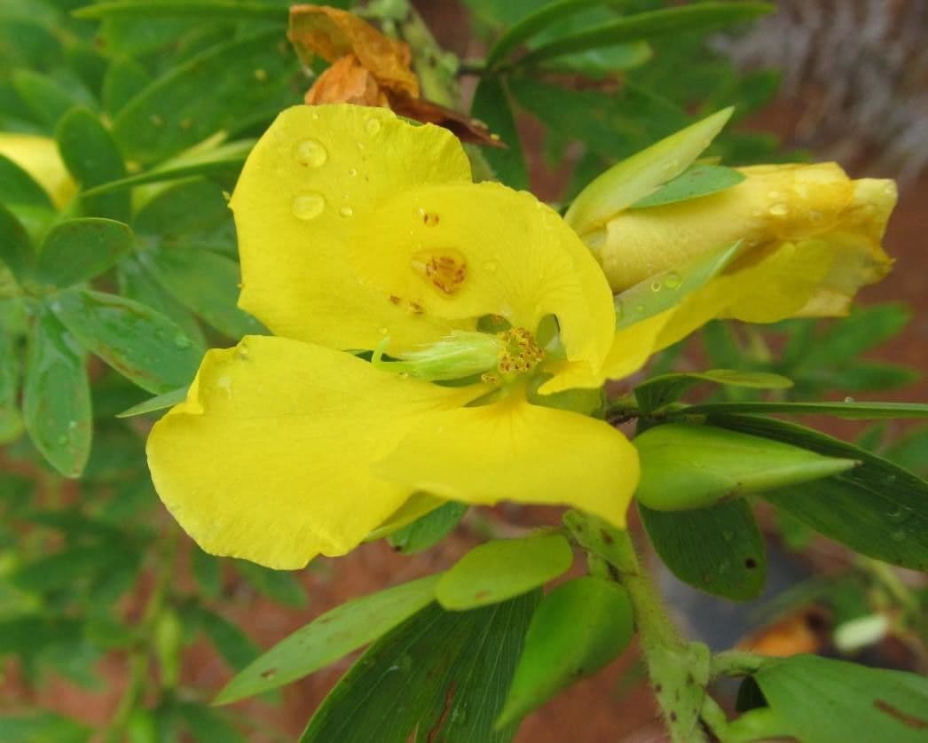 Desvauxs Mimose 4