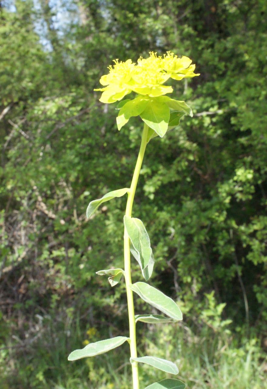 Euforbia bionda 12