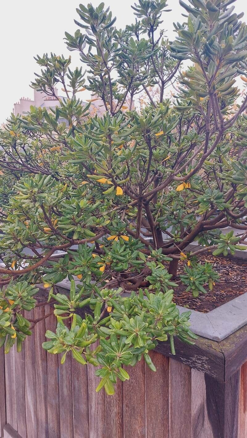 Pitosporum 12
