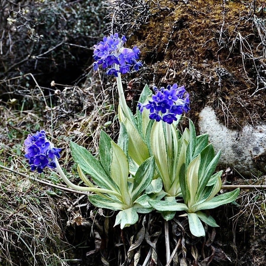 Primavera macrophylla 4