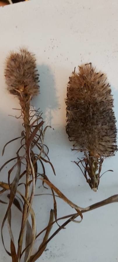 Liatris espigada 21