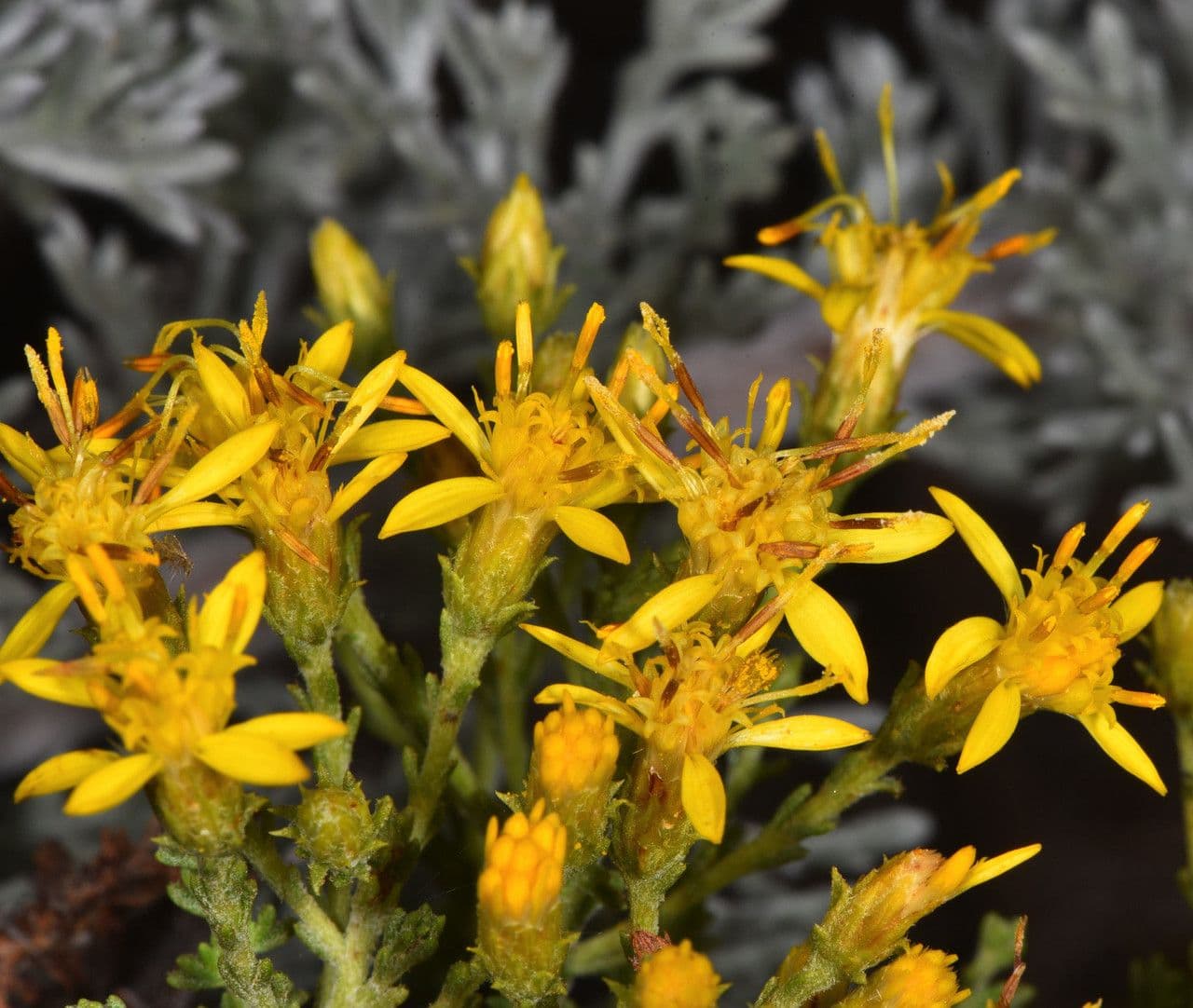 Ericameria ericoides 3