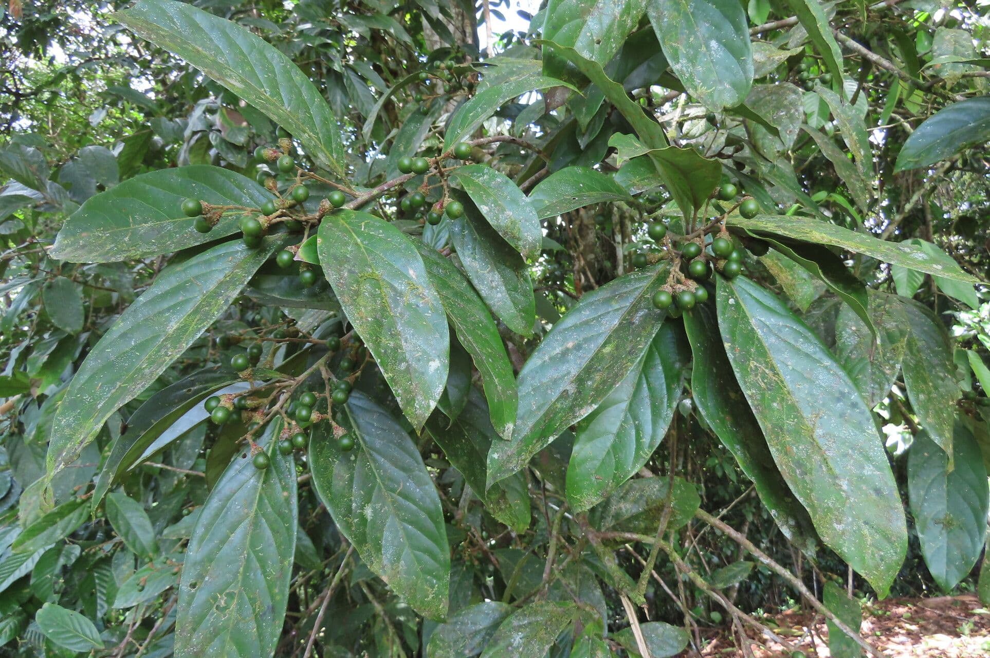 Ocotea leucoxylon 11