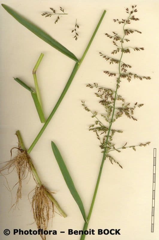 Quellgras 27