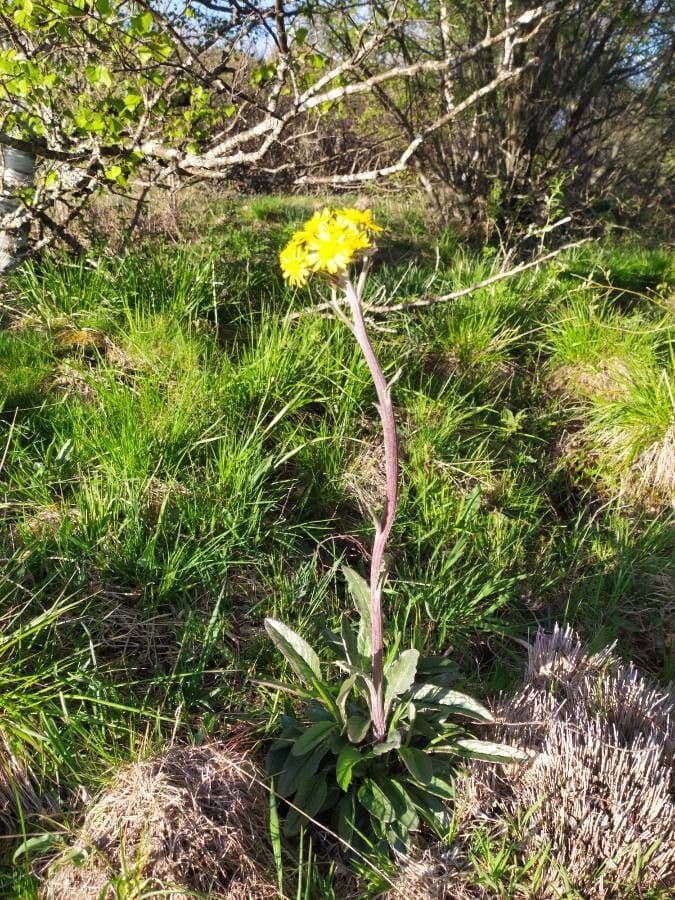 Tephroseris helenitis 18