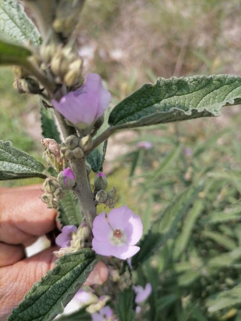 Sferalcea 4