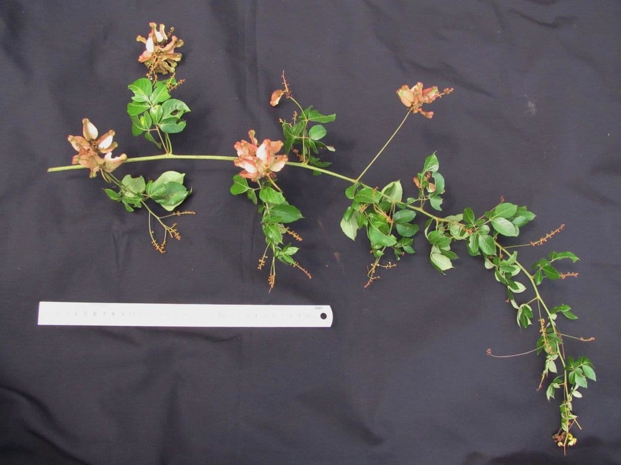 Serjania acuta 2