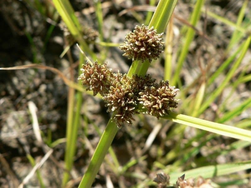 Zigolo difforme 4