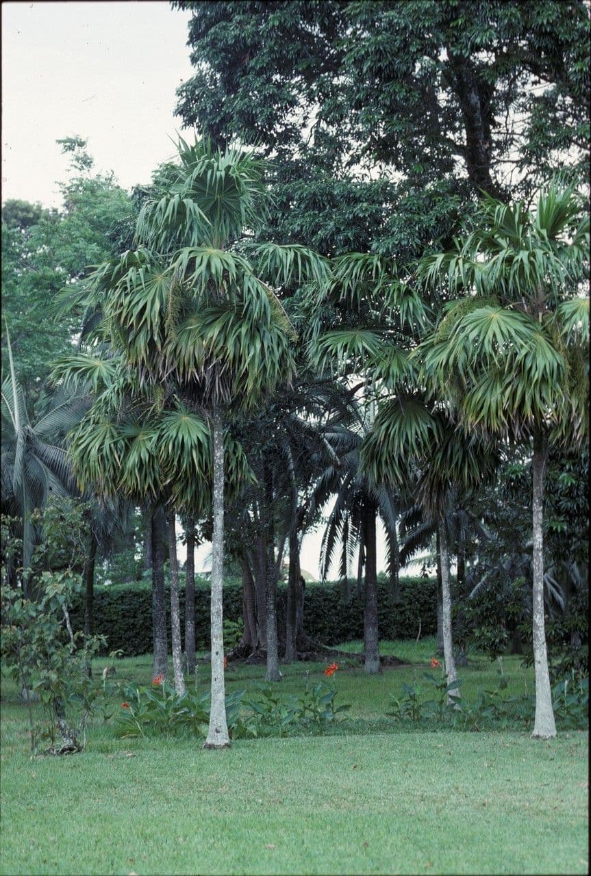 Thrinax 5