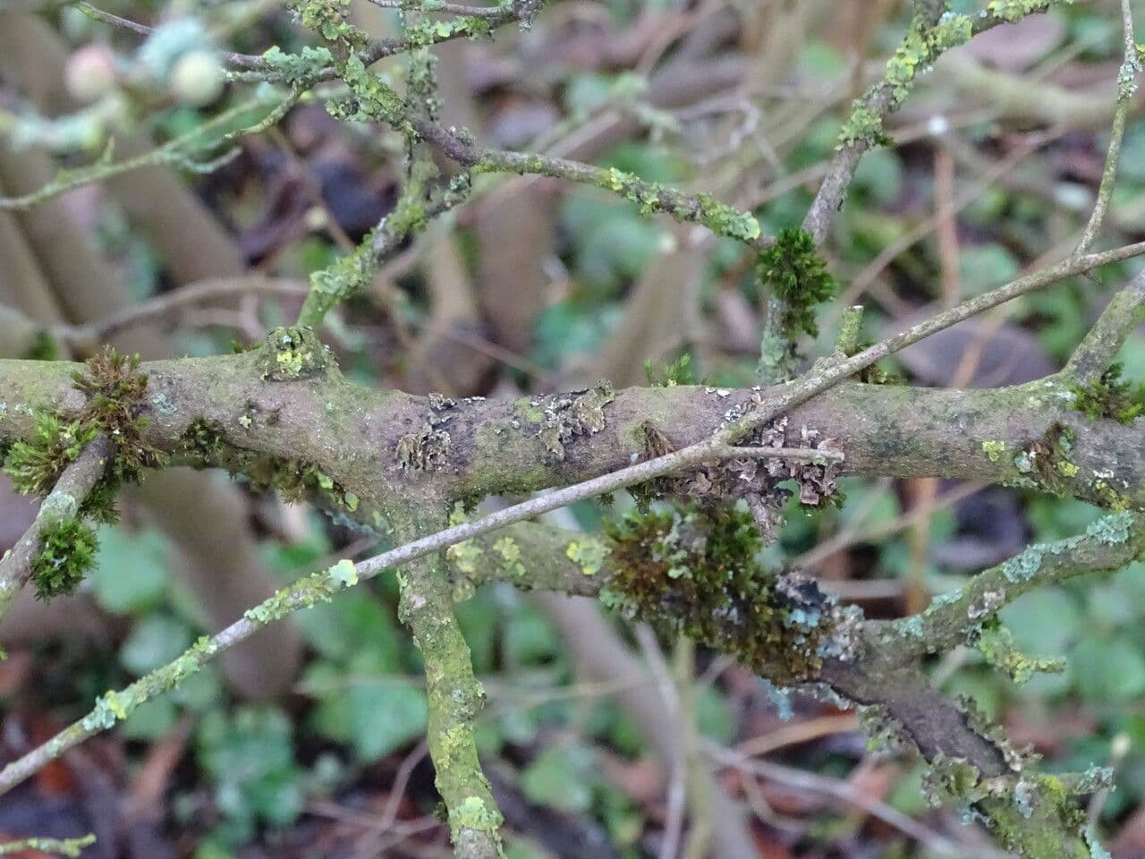 Winterhazel 4