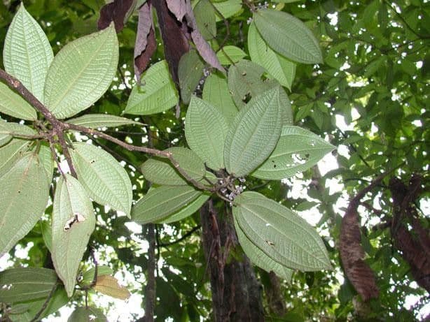 Miconia 12