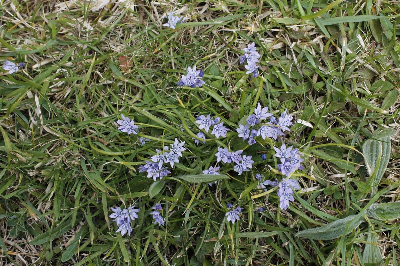 Scilla vernale 6