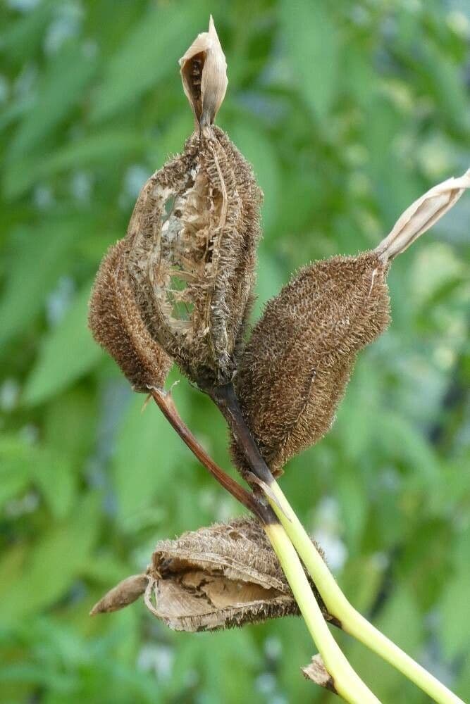 Schlaffe Canna