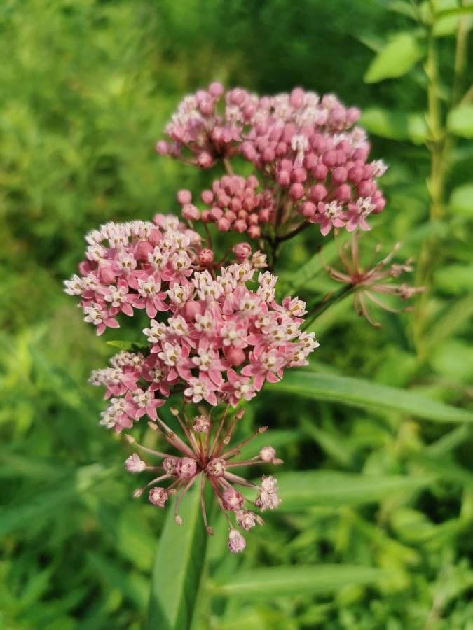 Asclepiade incarnata 9