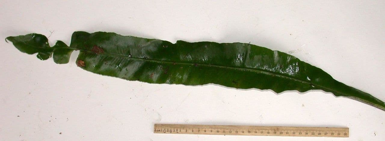 Asplenium serratum 18