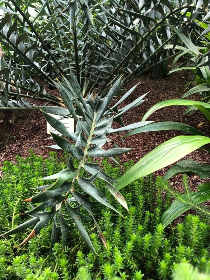 Encephalartos 14