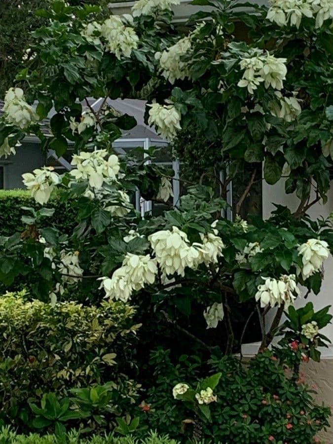Mussaenda philippica 9