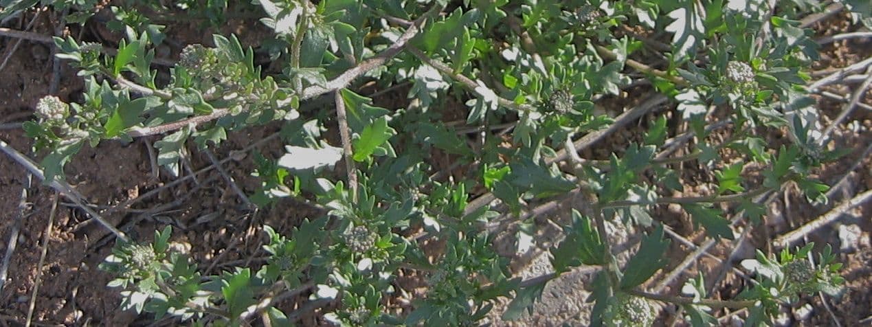 Lepidium oblongum 7