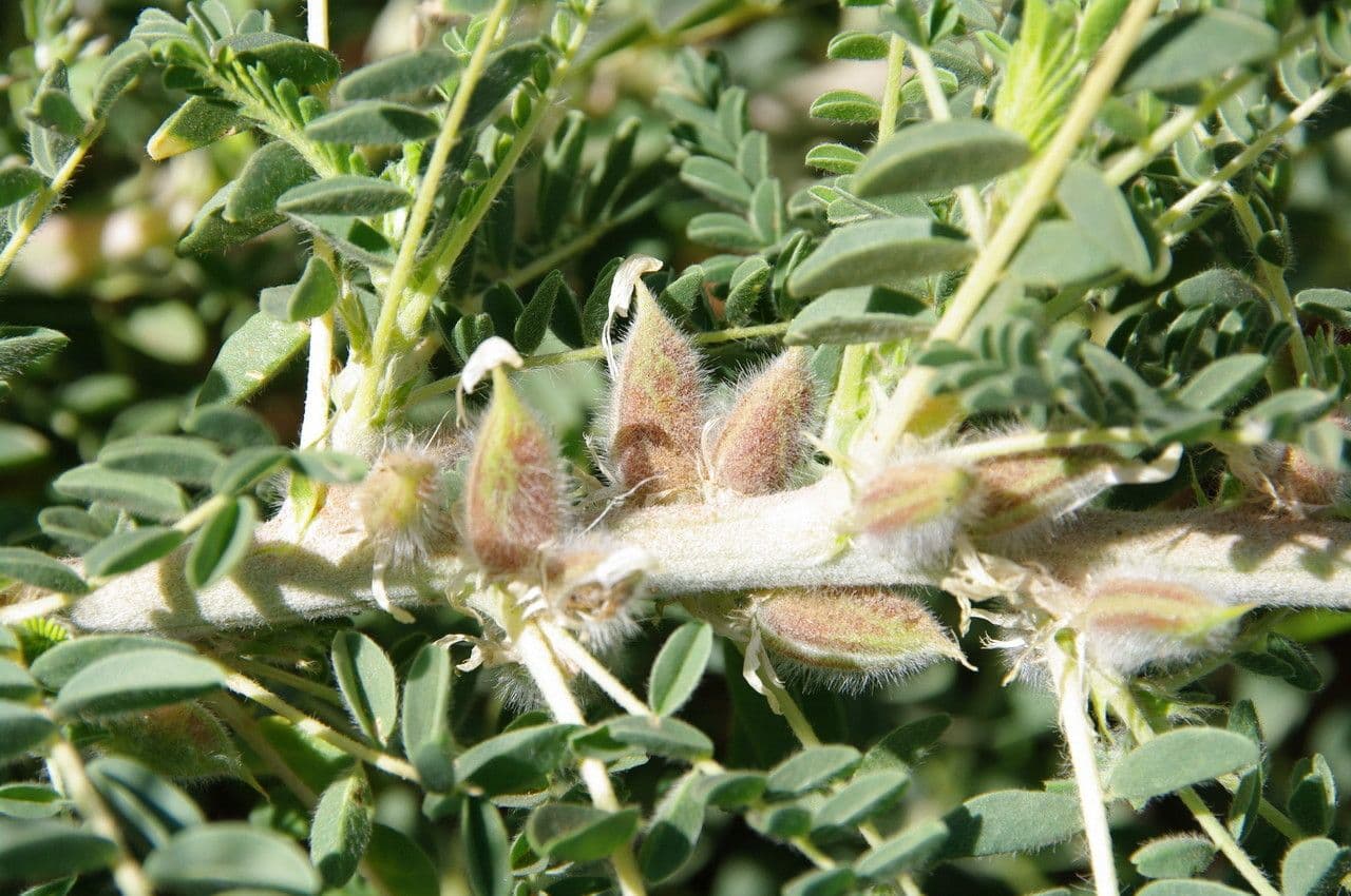 Astragalo 2