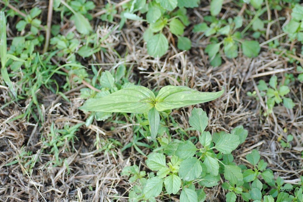 Spigelia 15