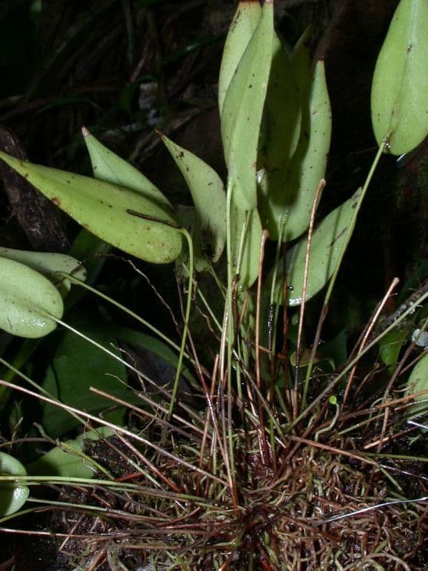 Pleurothallis 17