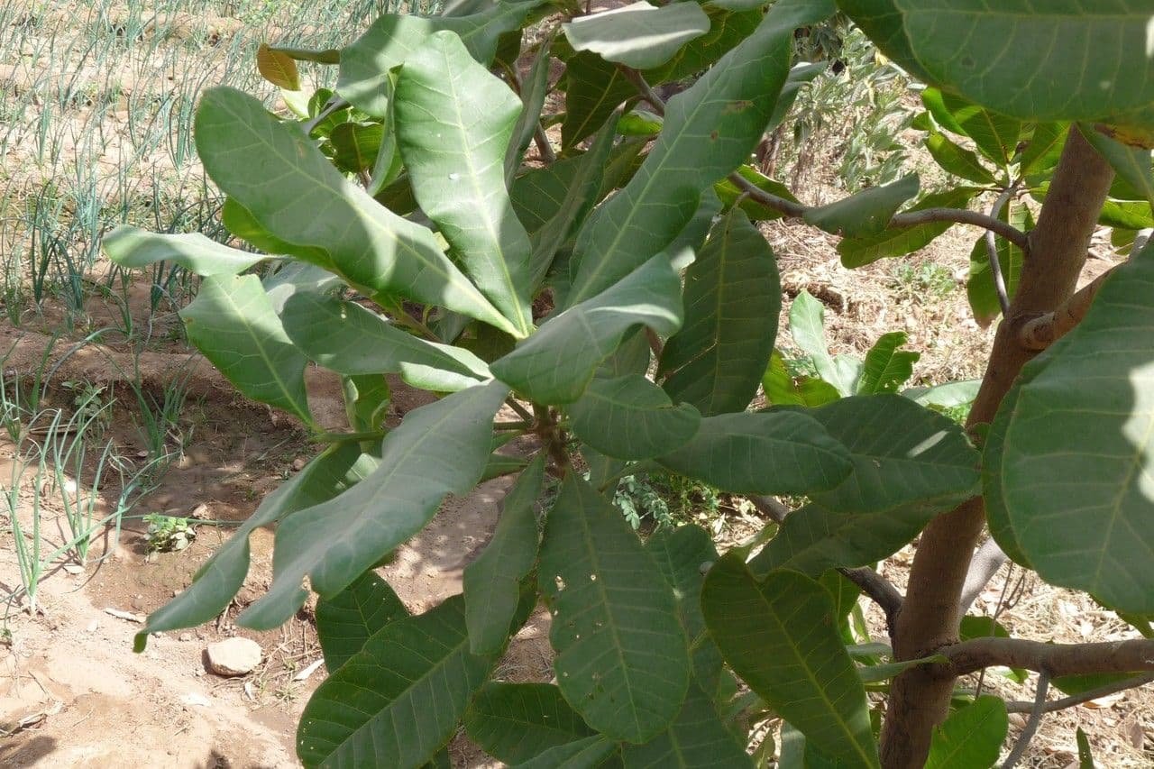 Anacardio 30