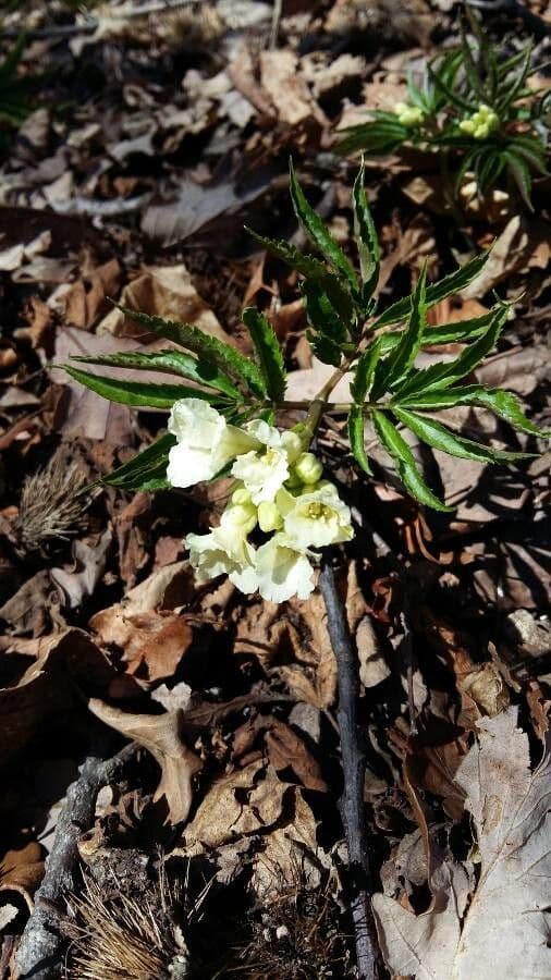 Cardamine 5