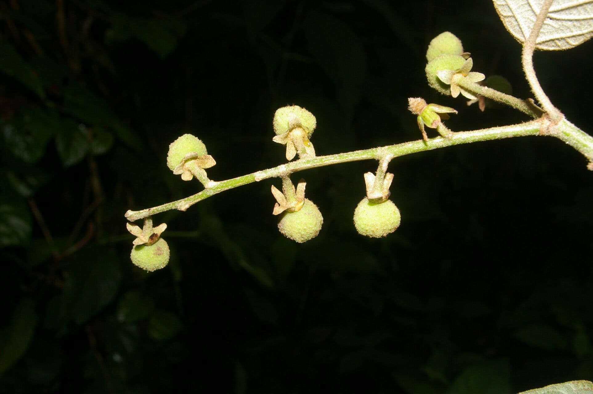 Croton 5