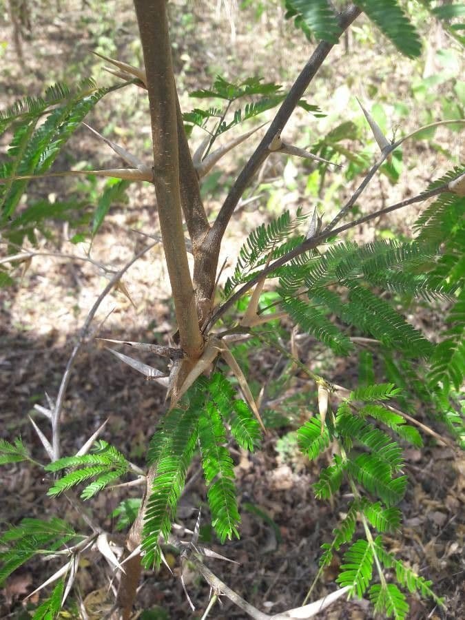 Acacia cornuta 15