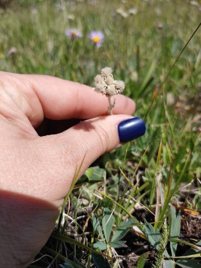 Antennaria alpina 2