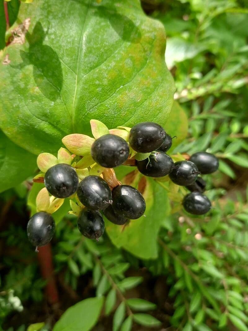 Millepertuis 2