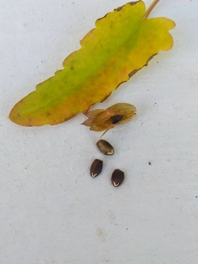 Dracocéphale de Moldavie 4