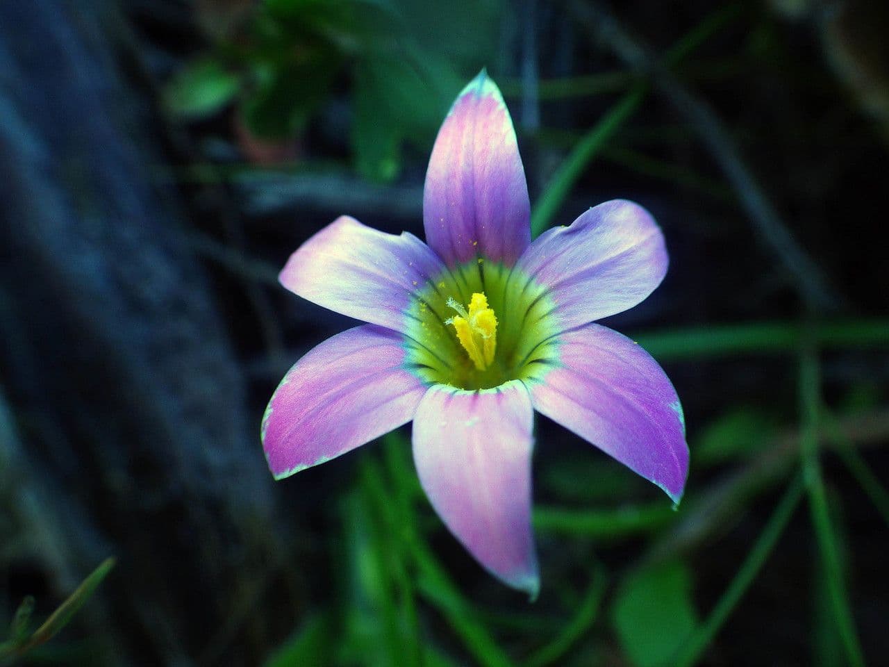 Romulée rose 4