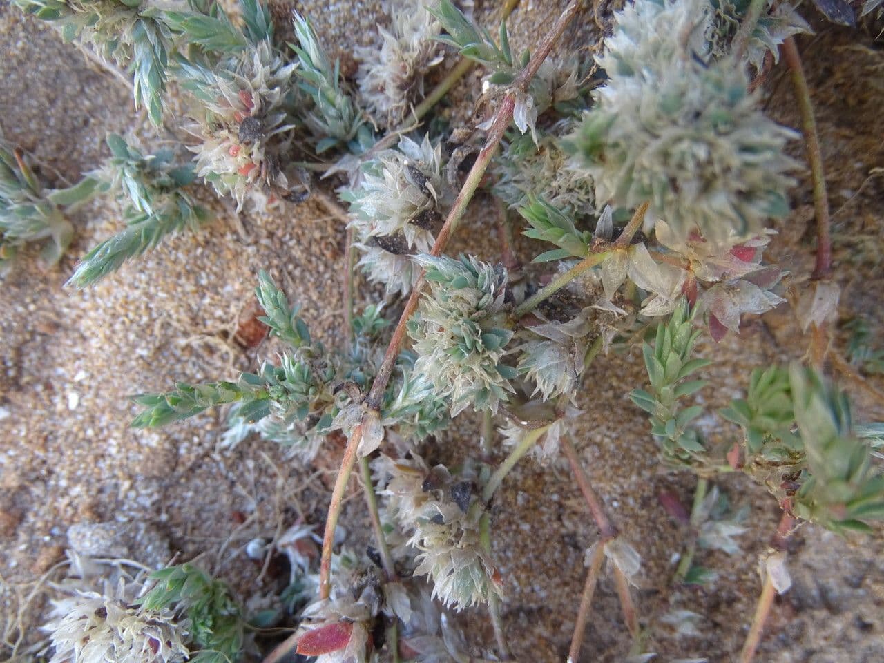 Silver nailroot 21