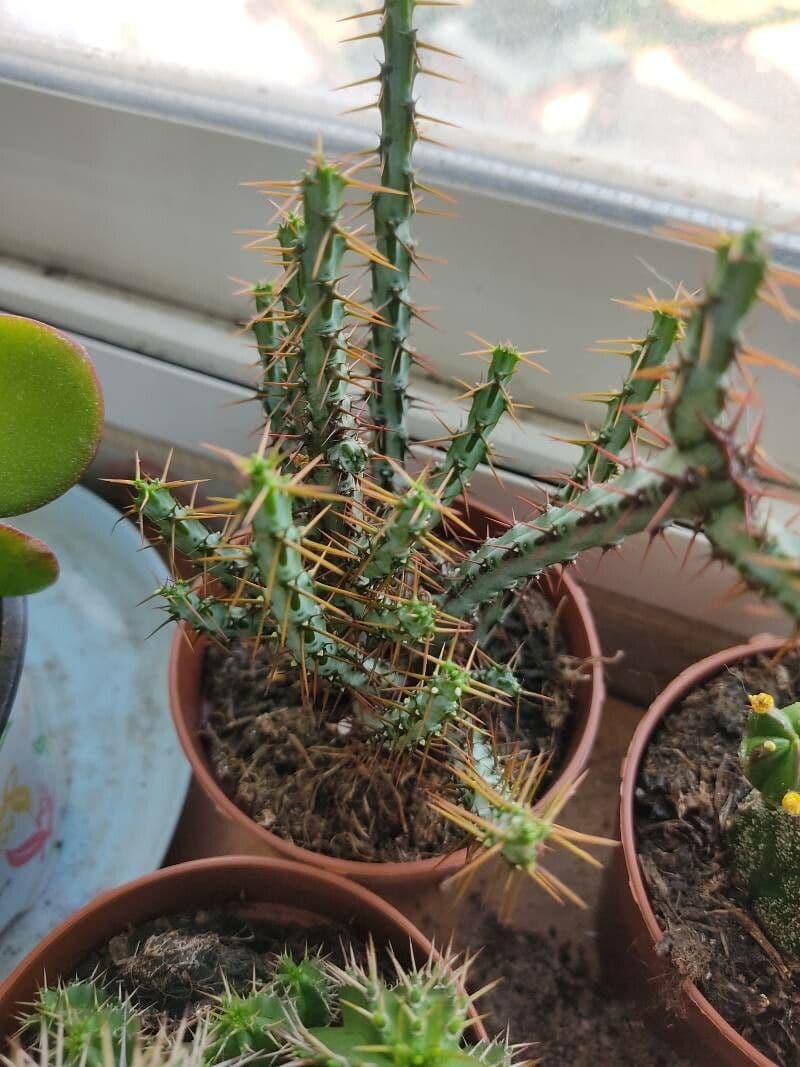 Euforbia verdastra 9