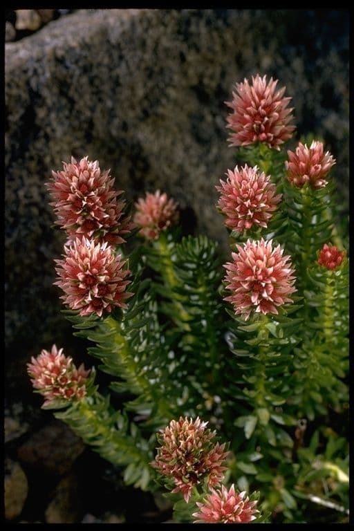 Rhodiola rosata 7