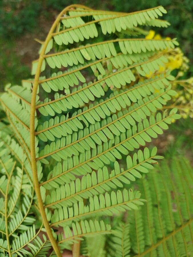 Peltophorum dubium 18