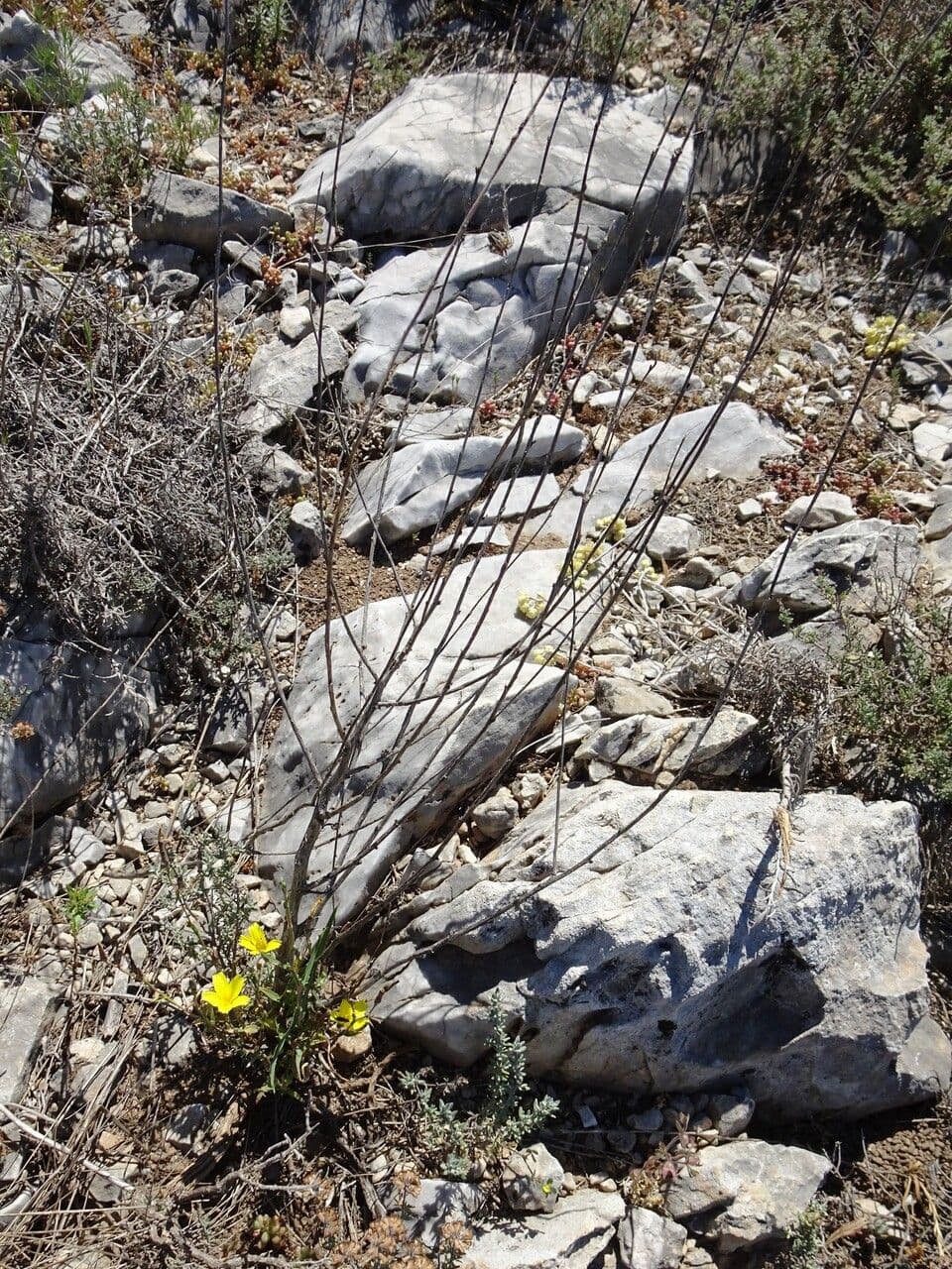 Lattuga viminea 15