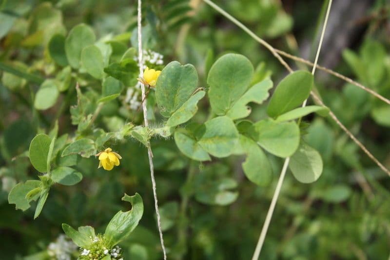 Chamaecrista rotundifolia 9