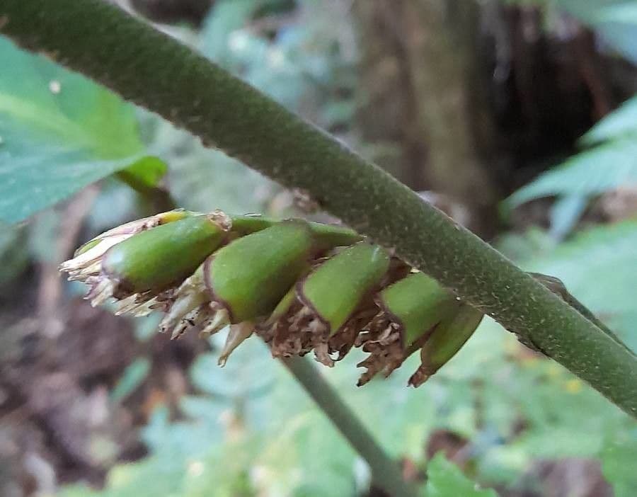 Ctenanthe